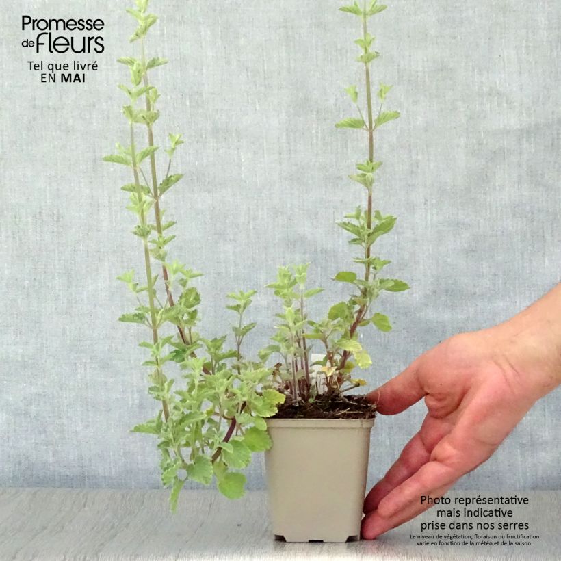 Nepeta Six Hills Gold - Catnip 8/9 cm pot sample as delivered in spring