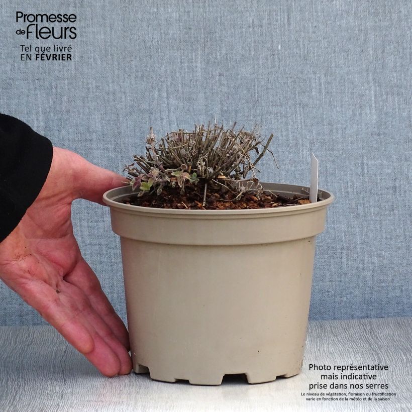 Nepeta faassenii Walkers Low - Catnip 2L/3L pot sample as delivered in winter