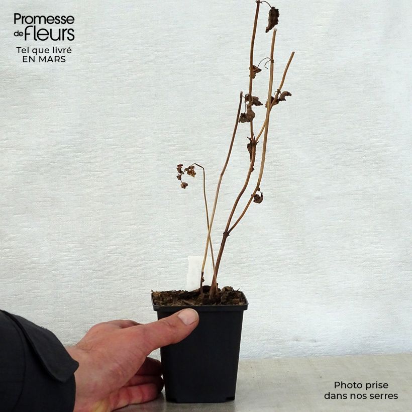 Nepeta govaniana - Catnip 8/9 cm pot sample as delivered in spring