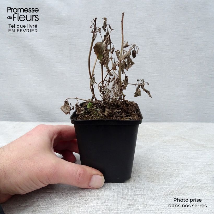 Nepeta grandiflora Bramdean - Catnip 8/9 cm pot sample as delivered in winter