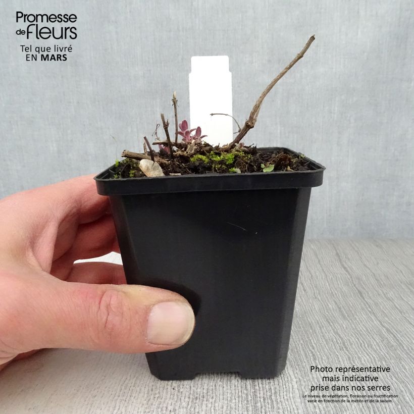 Nepeta grandiflora Bramdean - Catnip 8/9 cm pot sample as delivered in spring