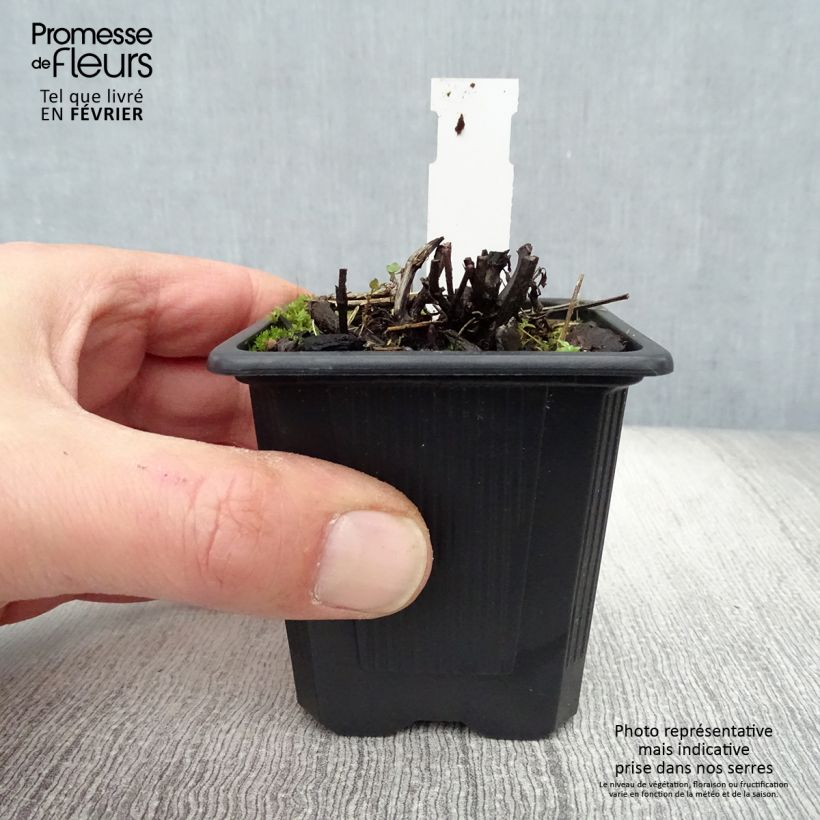 Nepeta grandiflora Dawn to Dusk - Catnip 8/9 cm pot sample as delivered in winter