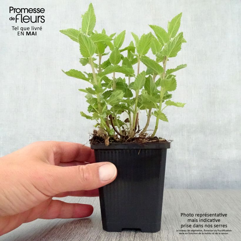 Nepeta grandiflora Dawn to Dusk - Catnip 8/9 cm pot sample as delivered in spring