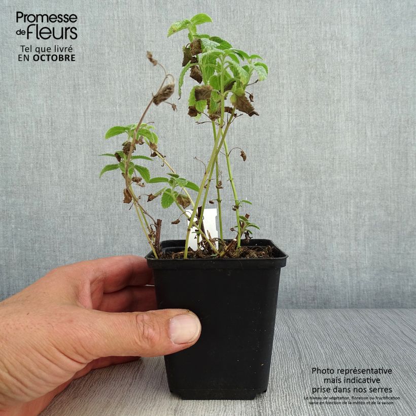 Nepeta grandiflora Wild Cat - Catnip 8/9 cm pot sample as delivered in autumn