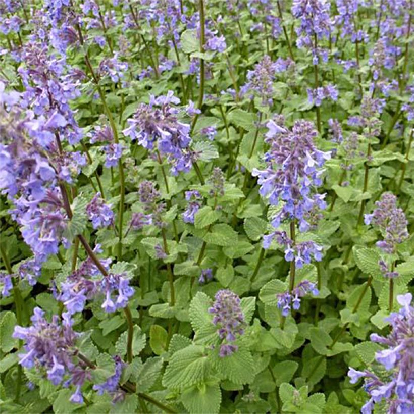 Nepeta grandiflora Zinsers Giant - Catnip (Plant habit)