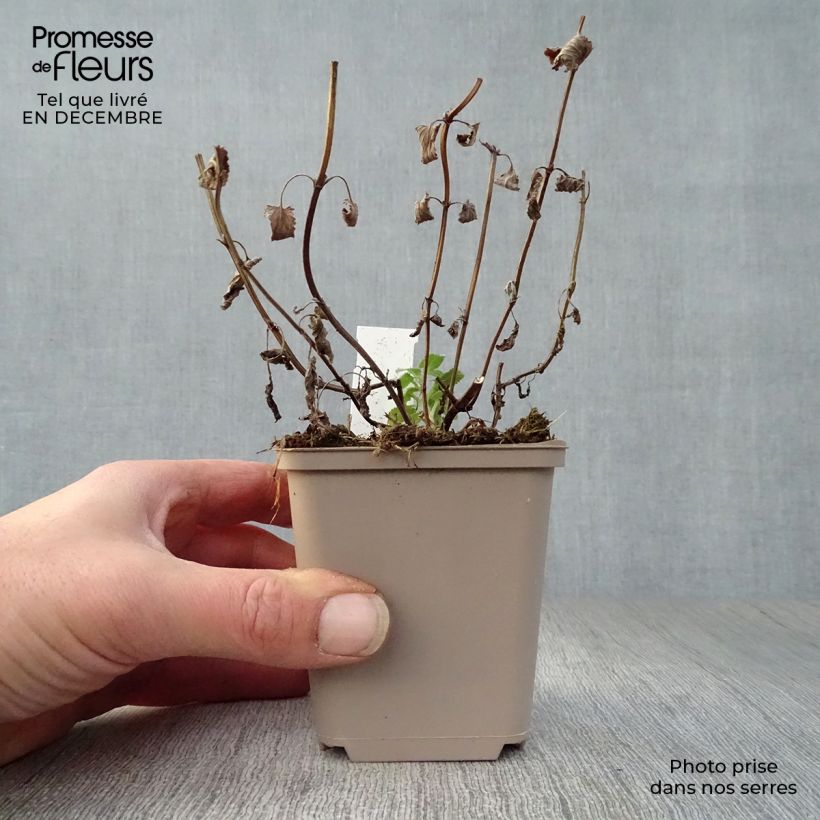 Nepeta grandiflora Zinsers Giant - Catnip 8/9 cm pot sample as delivered in winter