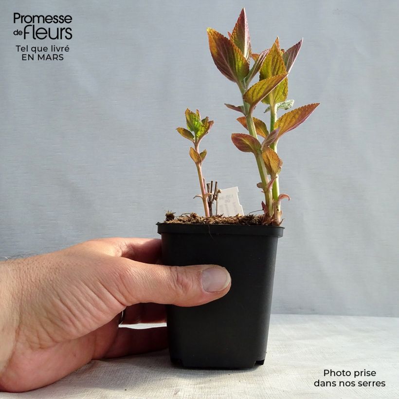 Nepeta manchuriensis Manchu Blue - Catnip 8/9 cm pot sample as delivered in winter