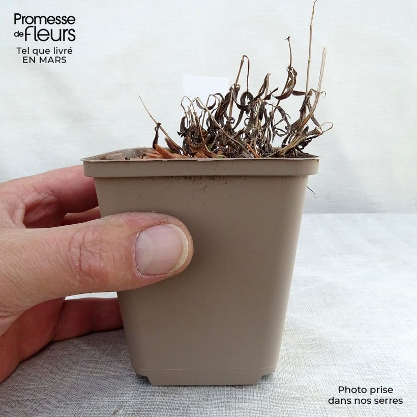 Nepeta nervosa - Catnip 8/9 cm pot sample as delivered in spring