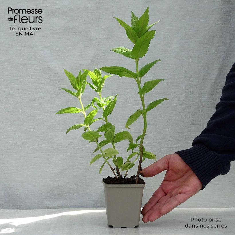 Nepeta Neptune - Catnip 8/9 cm pot sample as delivered in spring