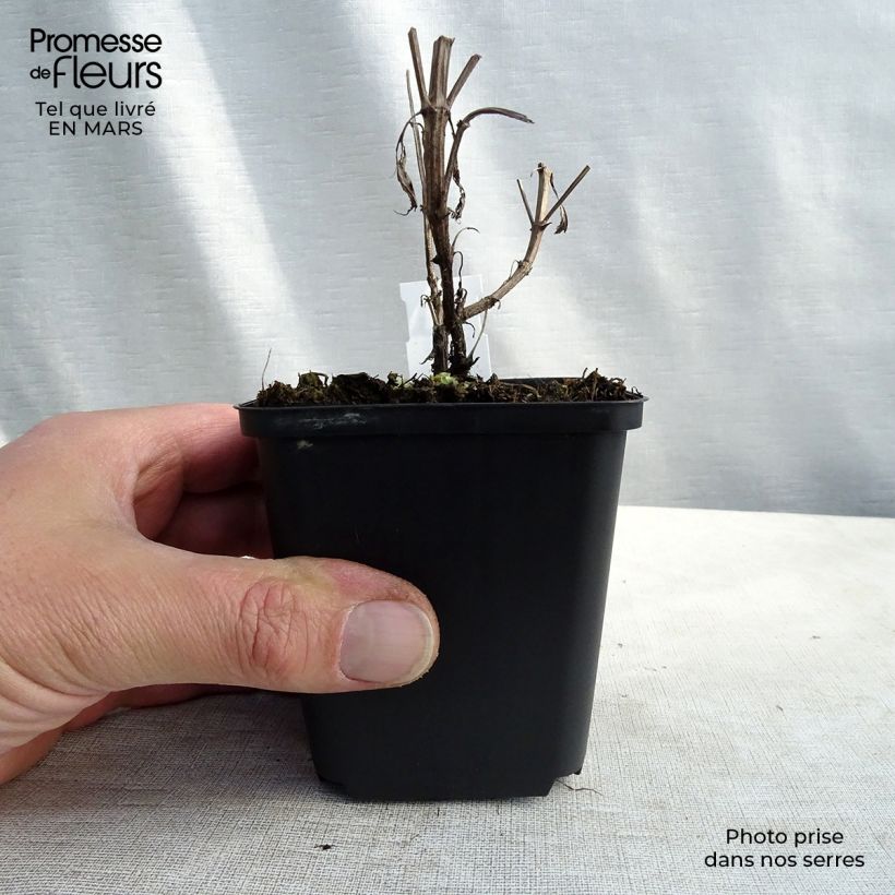 Nepeta nuda Purple Cat - Catnip 8/9 cm pot sample as delivered in spring