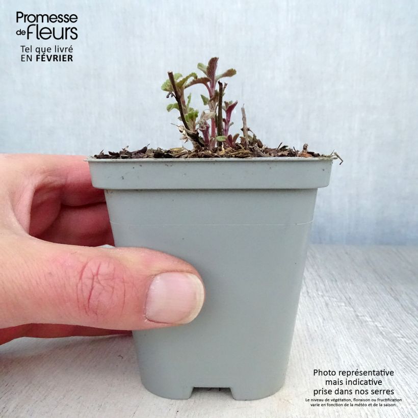 Nepeta racemosa Grog - Catnip 8/9 cm pot sample as delivered in winter