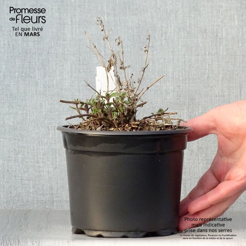 Nepeta racemosa Grog - Catnip 2L/3L pot sample as delivered in spring