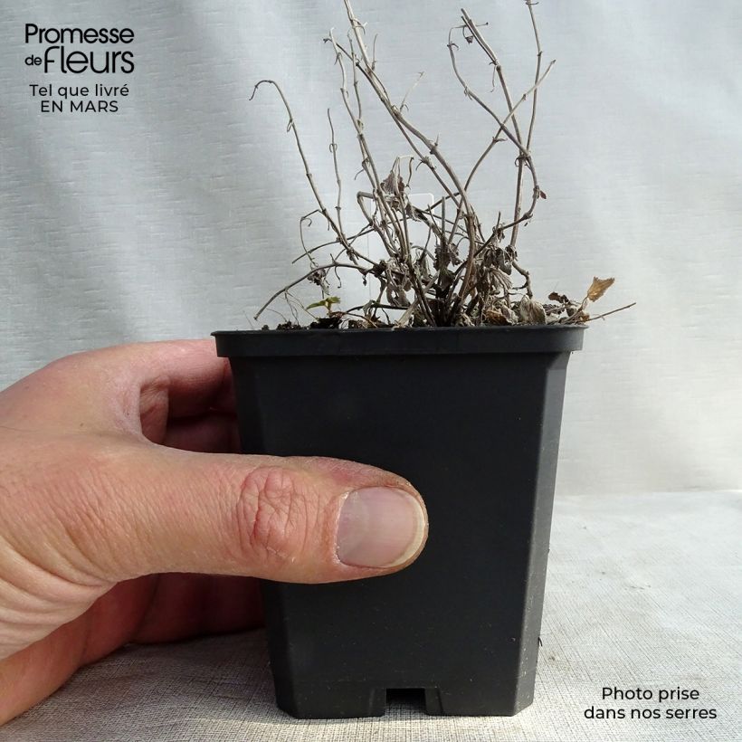 Nepeta racemosa Snowflake - Catnip 8/9 cm pot sample as delivered in spring