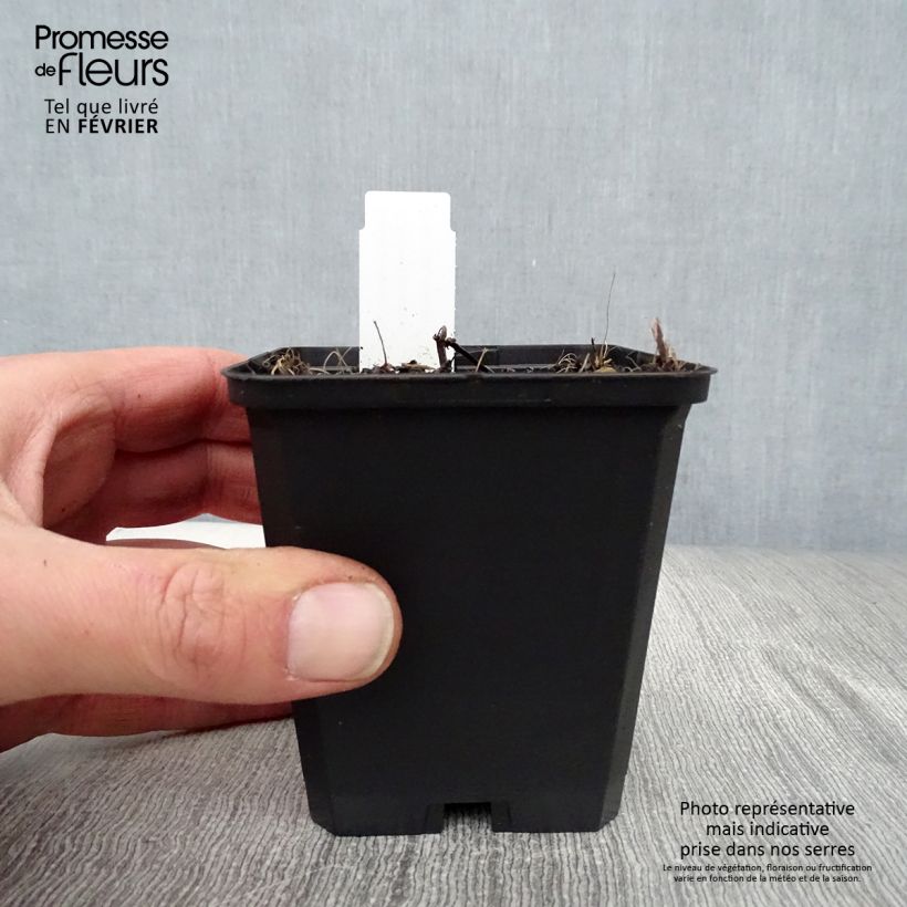 Nepeta sibirica Souvenir dAndre Chaudron - Catnip 8/9 cm pot sample as delivered in winter