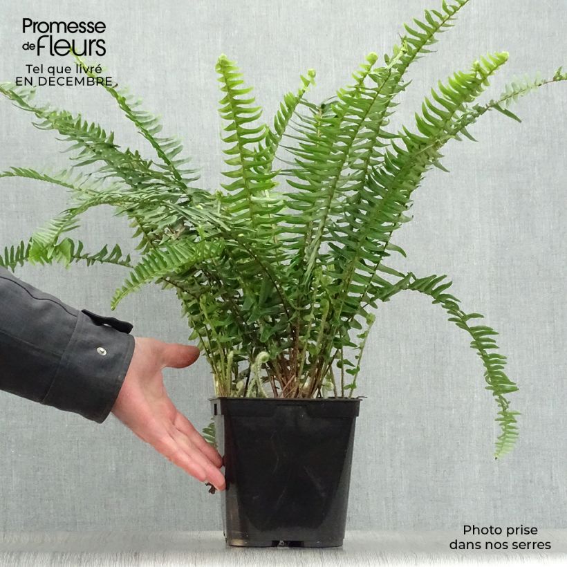 Nephrolepis cordifolia Artic Jungle - Boston Fern 2L/3L pot sample as delivered in winter
