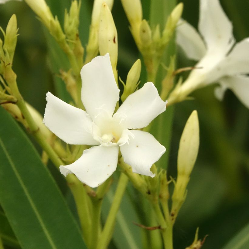 Nerium oleander Blanc (Flowering)