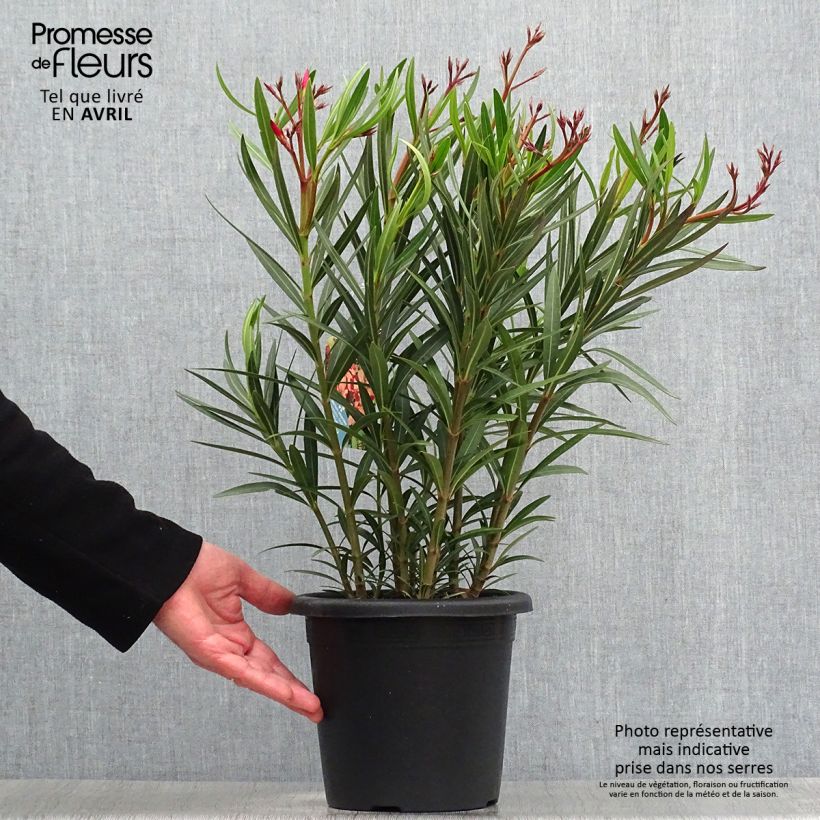 Nerium oleander Soleil Levant 3L/4L pot, Bush sample as delivered in spring