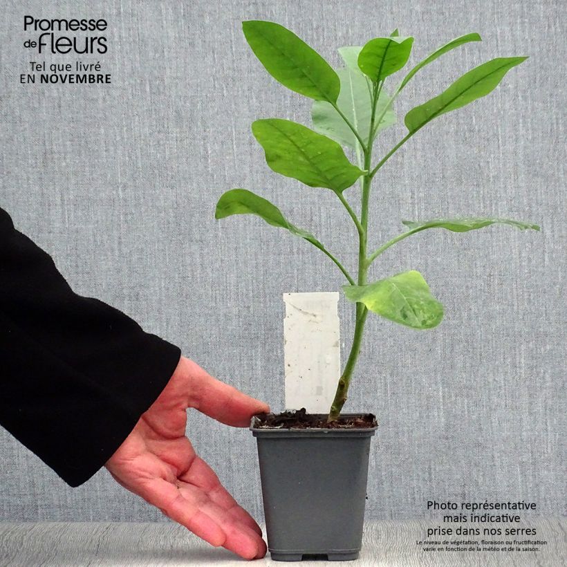 Nicotiana glauca - Ornamental tobacco 8/9 cm pot sample as delivered in autumn