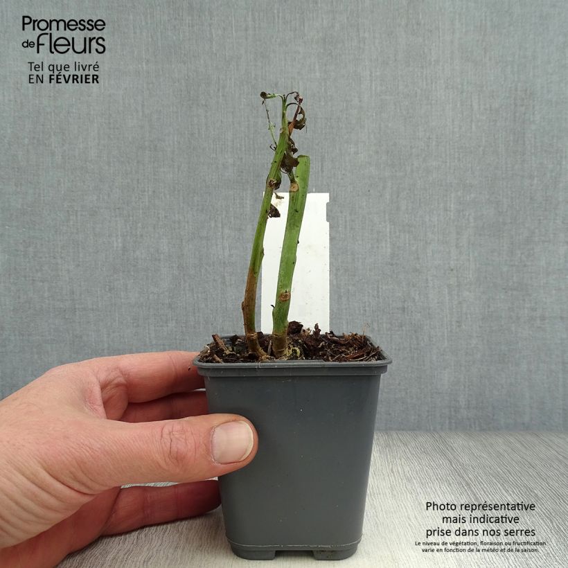 Nicotiana glauca - Ornamental tobacco 8/9 cm pot sample as delivered in winter