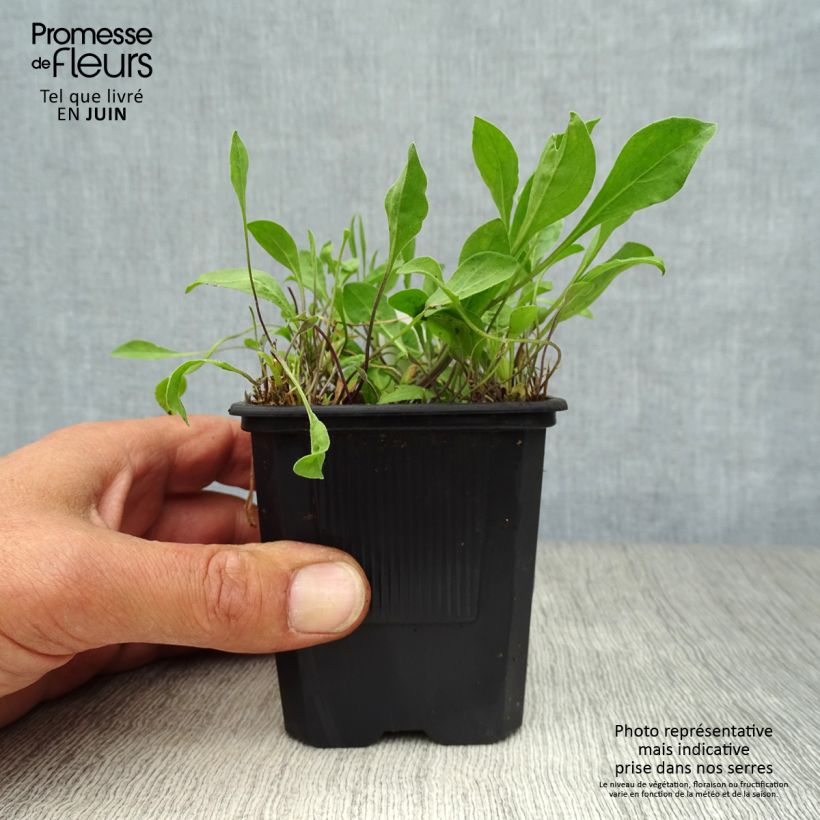 Nierembergia repens 8/9 cm pot sample as delivered in summer