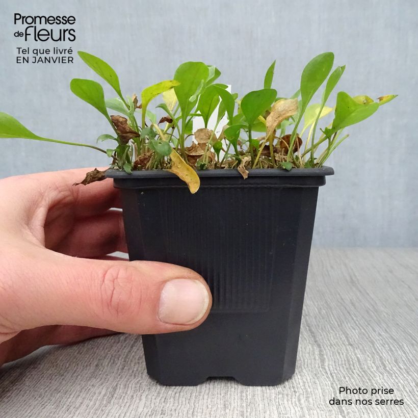 Nierembergia repens 8/9 cm pot sample as delivered in winter