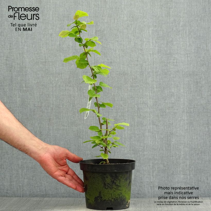 Corylus avellana - Common Hazel 2L/3L pot sample as delivered in spring