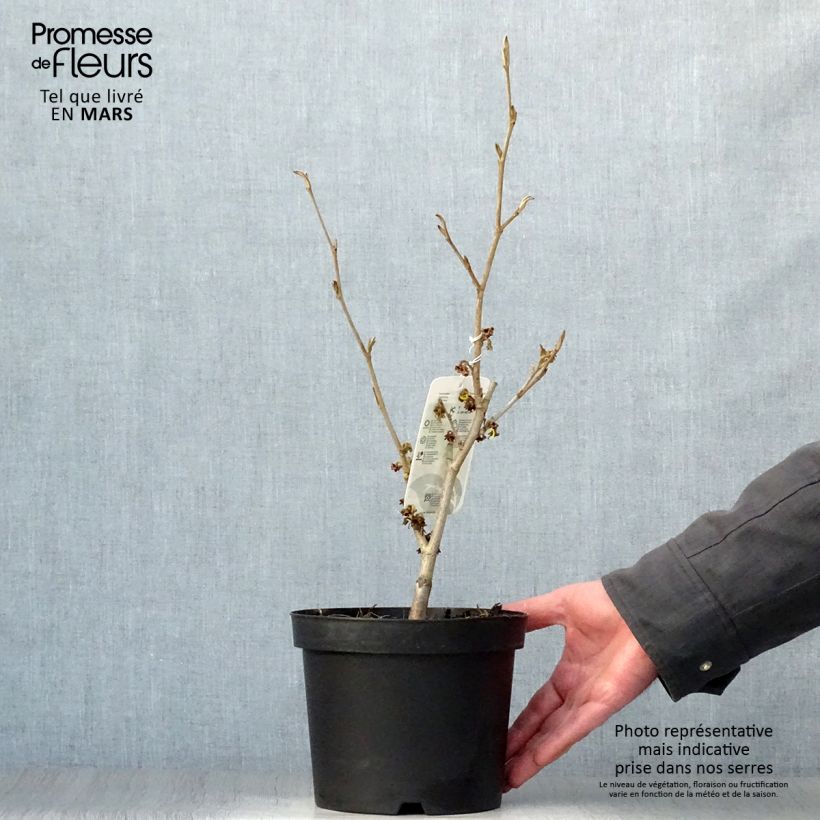 Hamamelis intermedia Westerstede - Witch Hazel 3L/4L pot sample as delivered in spring