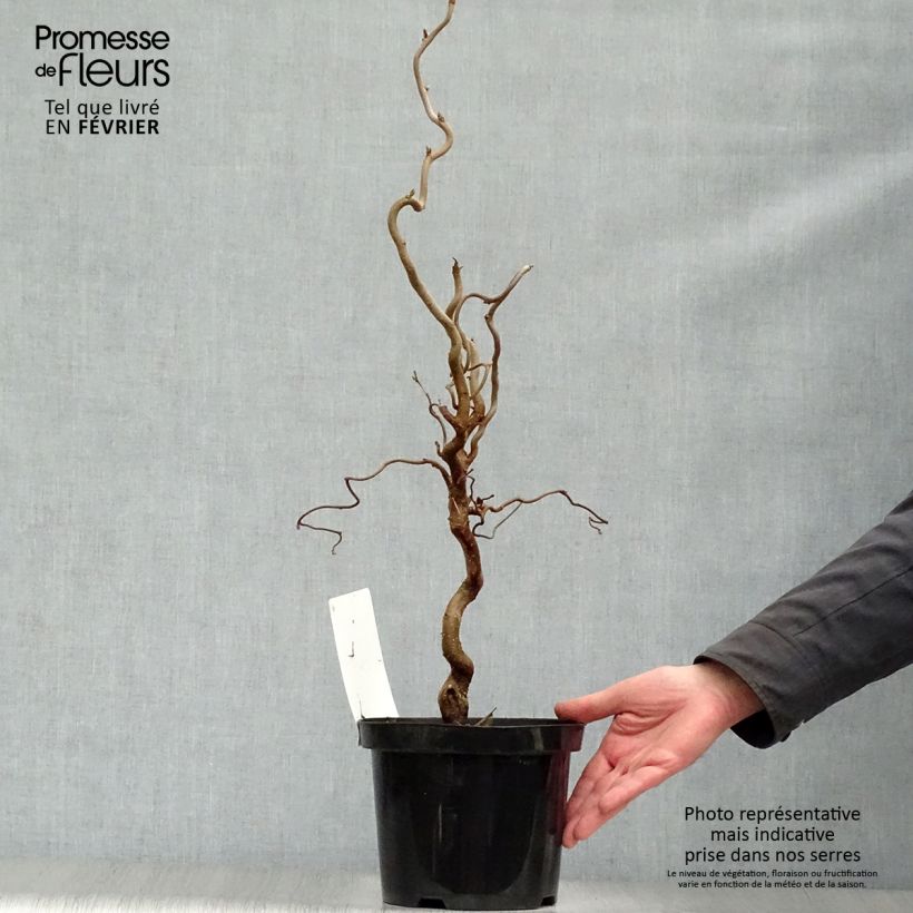 Corylus avellana Contorta - Common Hazel 3L/4L pot sample as delivered in winter