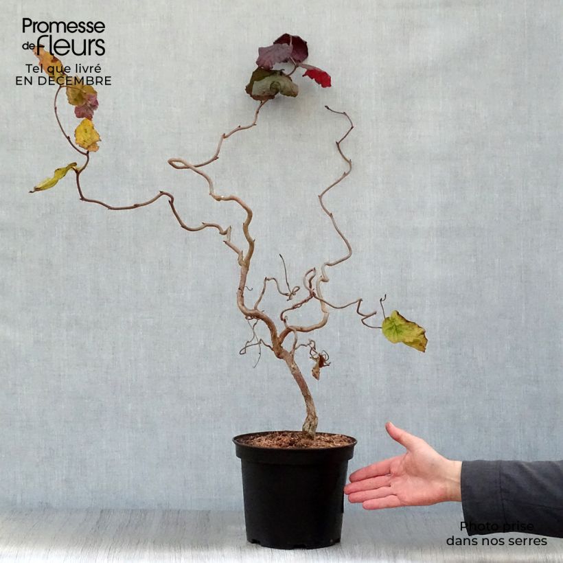 Corylus avellana Red Majestic - Common Hazel 3L/4L pot sample as delivered in winter