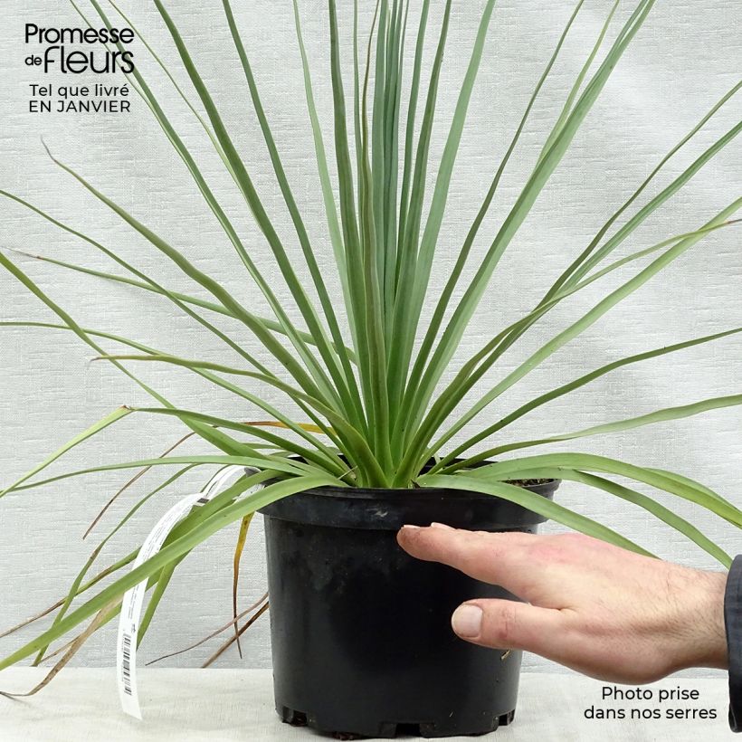 Nolina nelsonii 3L/4L pot sample as delivered in winter