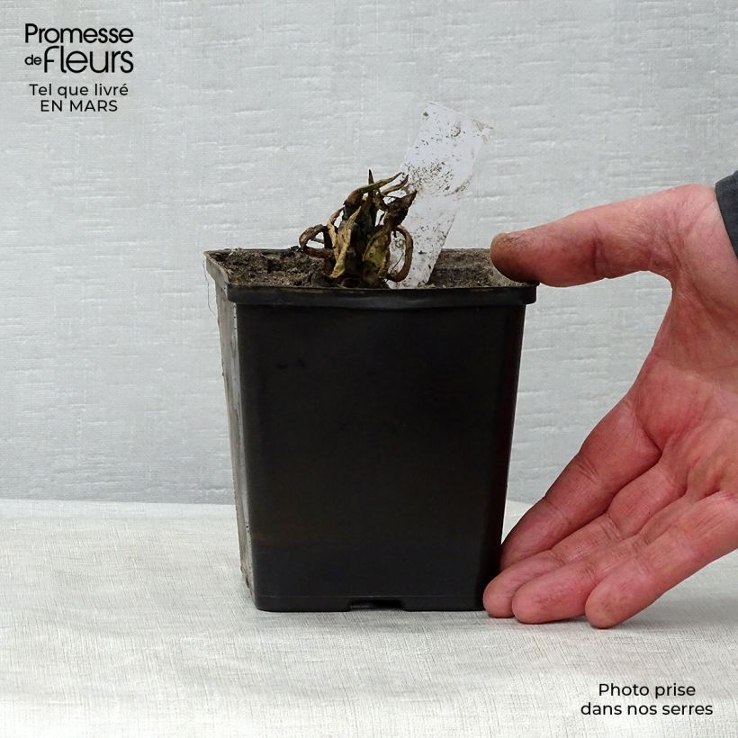 Nuphar lutea  - Yellow Water Lily 8/9 cm pot sample as delivered in spring