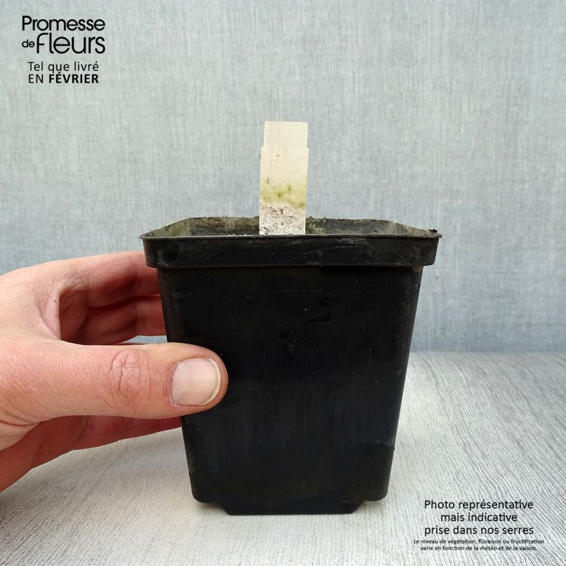 Nuphar lutea  - Yellow Water Lily 8/9 cm pot sample as delivered in winter