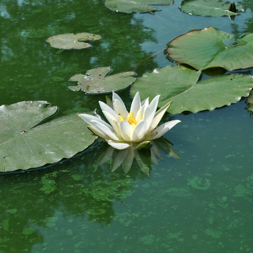 Nymphaea alba Delicata (Flowering)