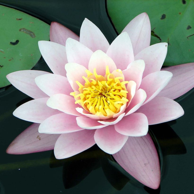 Nymphaea Berthold (Flowering)