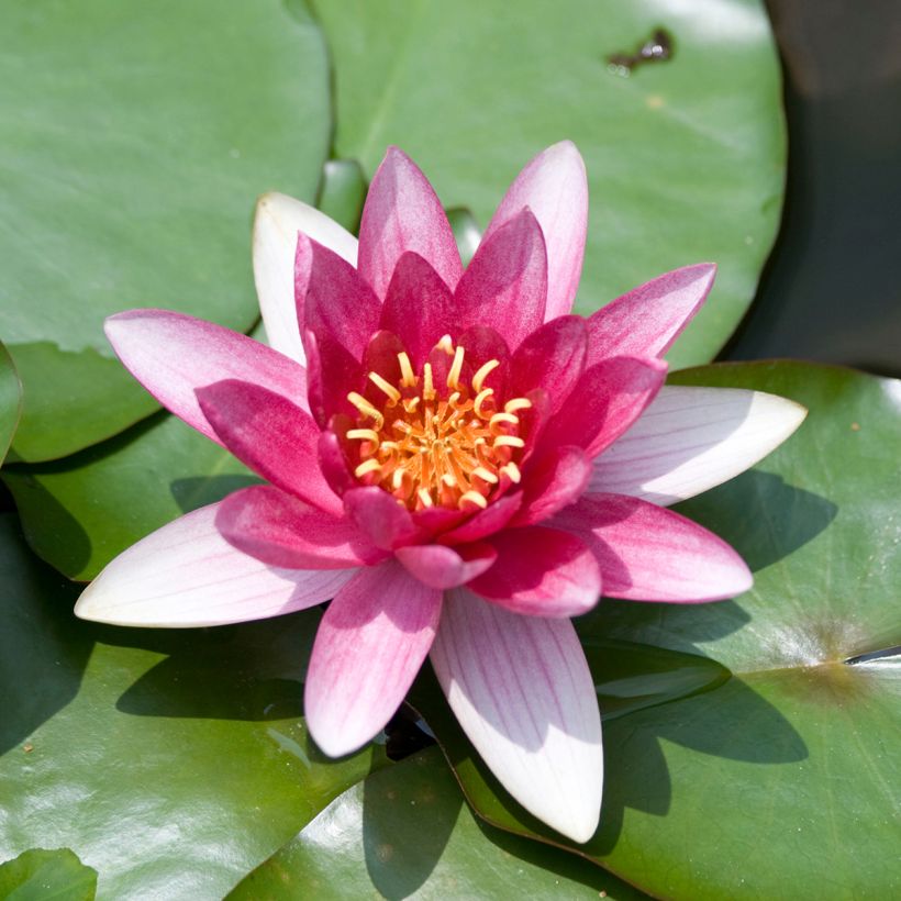 Nymphaea Burgundy Princess - Water Lily (Flowering)