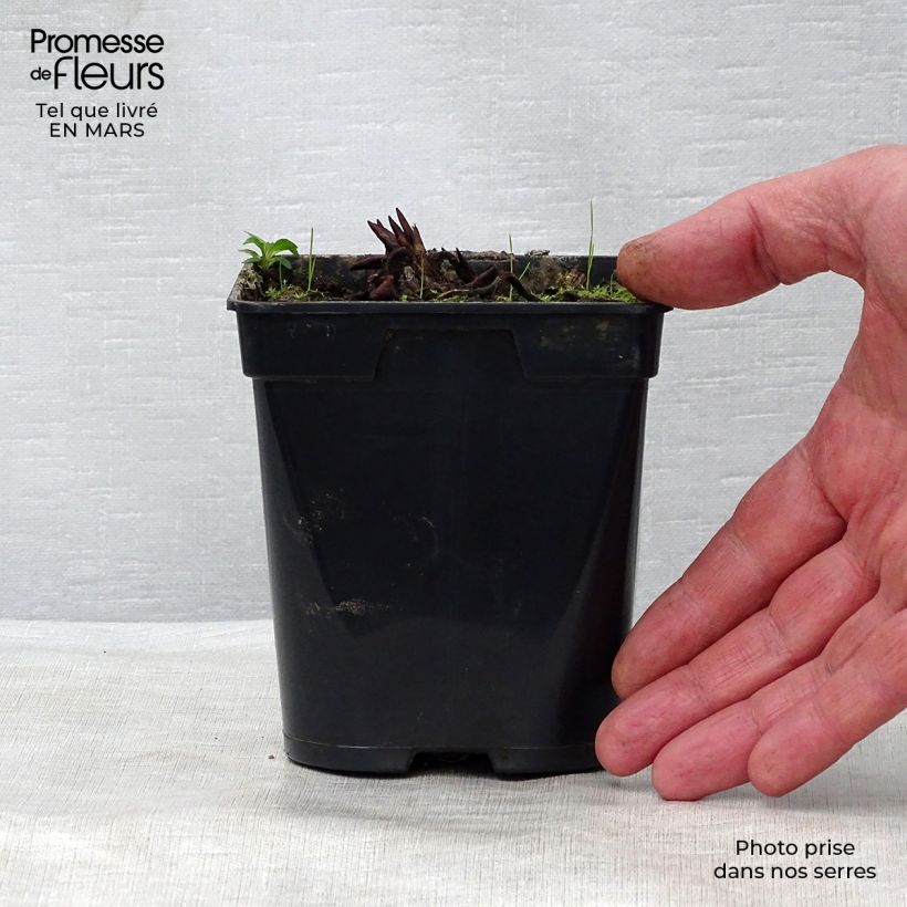 Nymphaea Fabiola - Water Lily 8/9 cm pot sample as delivered in spring