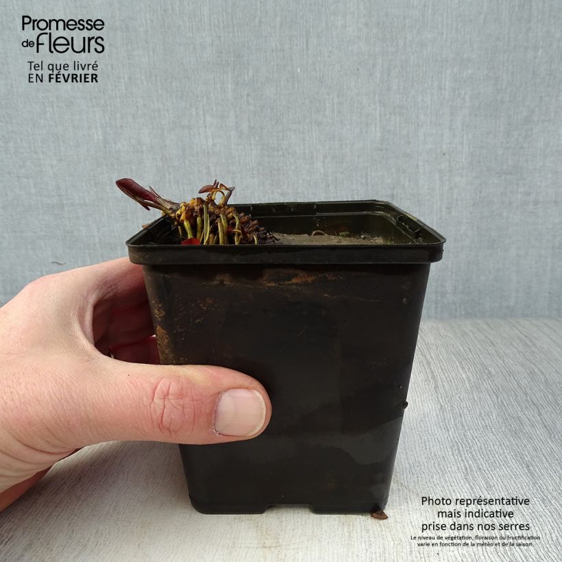 Nymphaea Fabiola - Water Lily 8/9 cm pot sample as delivered in winter