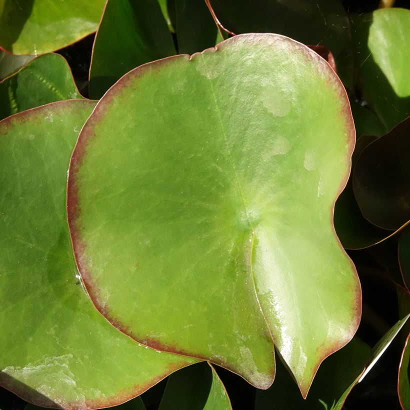 Nymphaea Fabiola - Water Lily (Foliage)