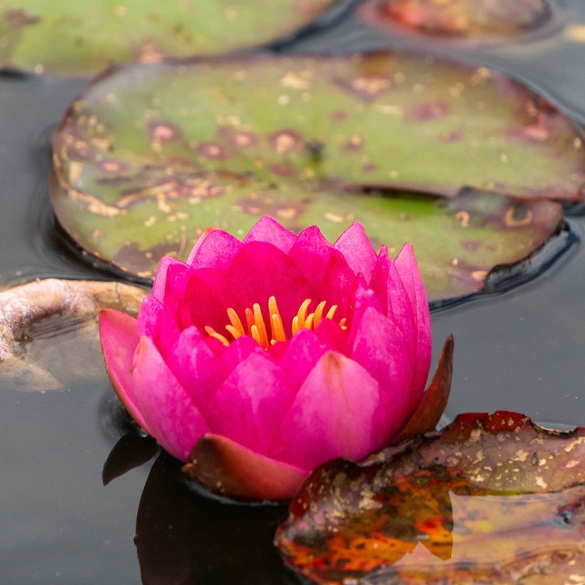 Nymphaea Fire Opal - Water Lily (Flowering)
