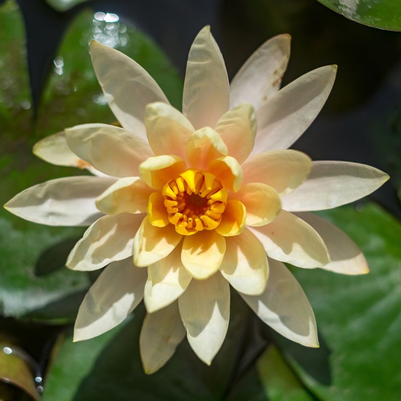 Nymphaea Lemon Chiffon - Waterlily (Flowering)