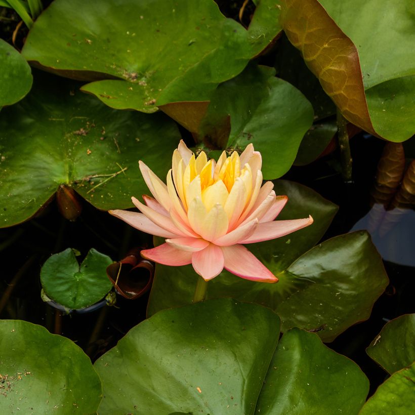 Nymphaea Mangkala Ubol - Water Lily (Flowering)