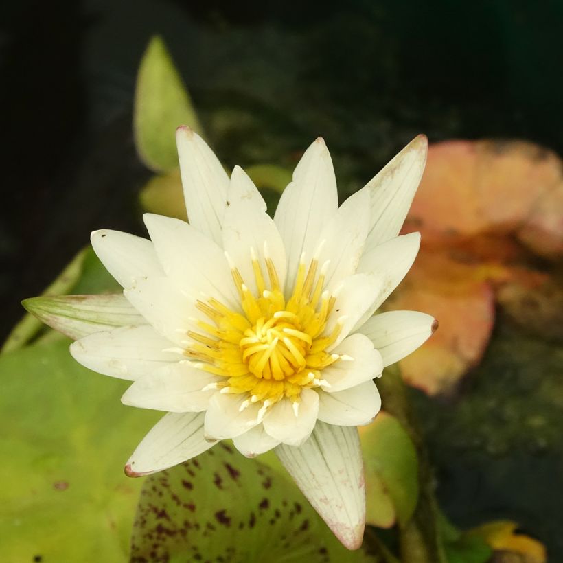 Nymphaea Marian Strawn - Waterlily (Flowering)