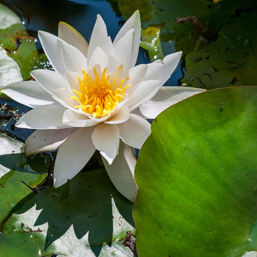 Nymphaea Marliacea Albida - Water Lily (Flowering)