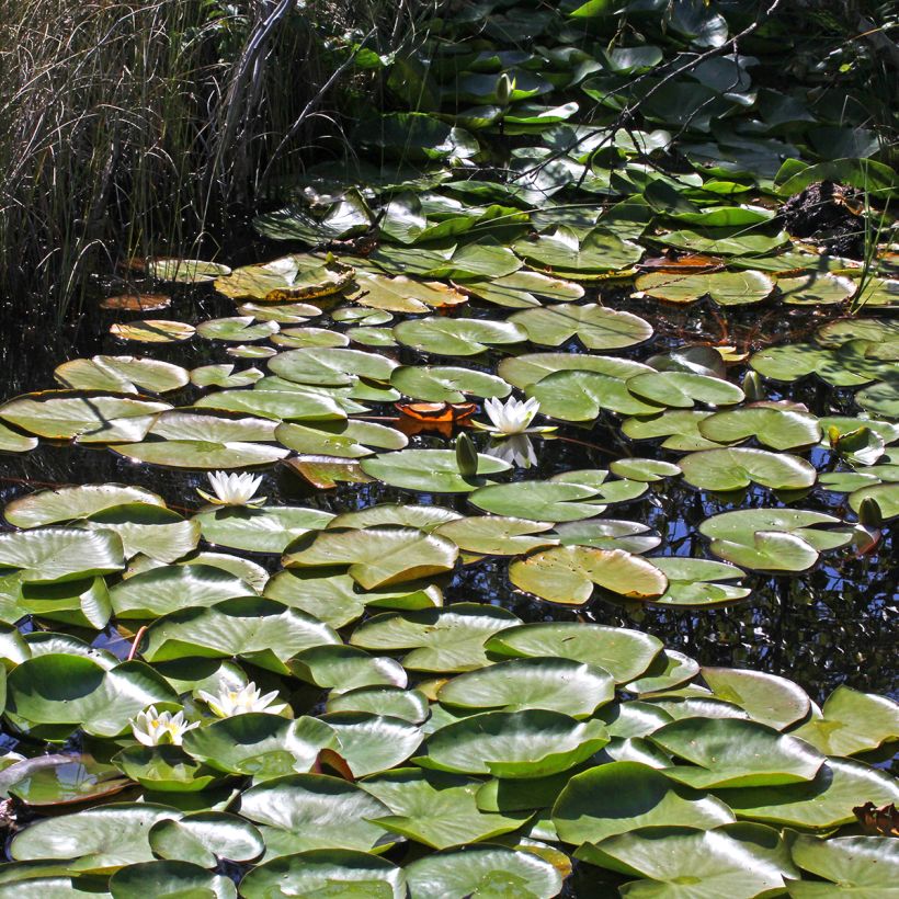 Nymphaea Marliacea Albida - Water Lily (Plant habit)