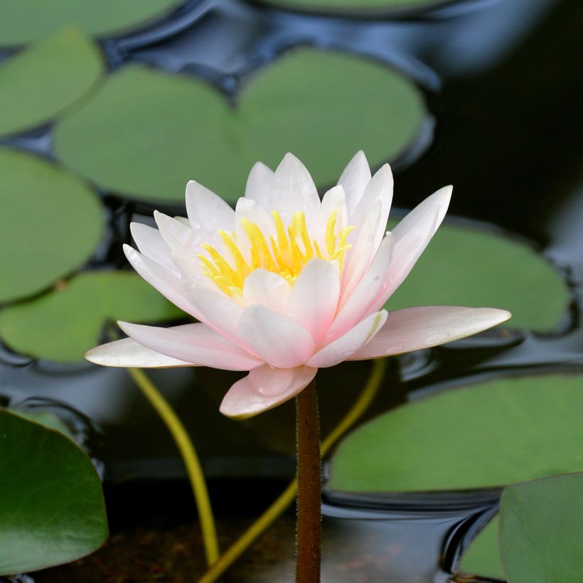 Nymphaea Marliacea Carnea - Water Lily (Flowering)