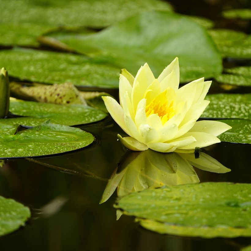 Nymphaea Marliacea Chromatella - Water Lily (Flowering)