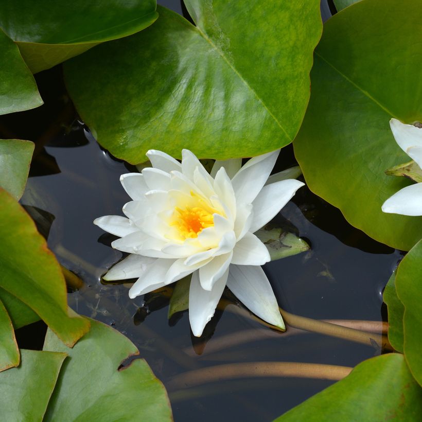 Nymphaea Perry's Double - Water Lily (Flowering)