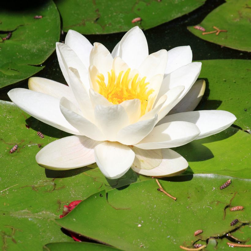 Nymphaea Pygmaea Alba - Water Lily (Flowering)