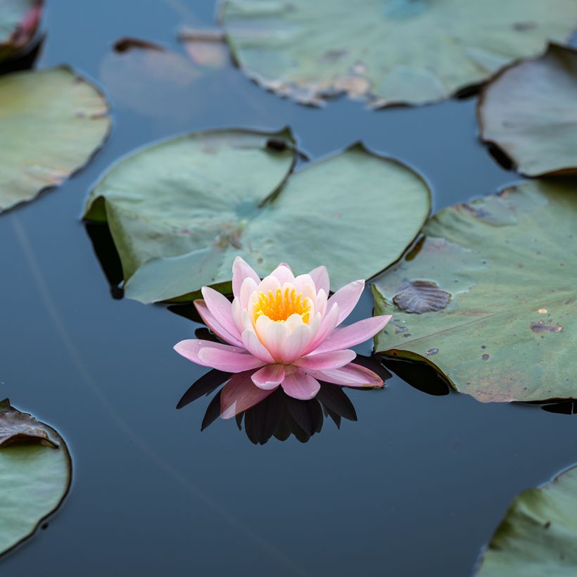 Nymphaea Ray Davies - Water Lily (Flowering)