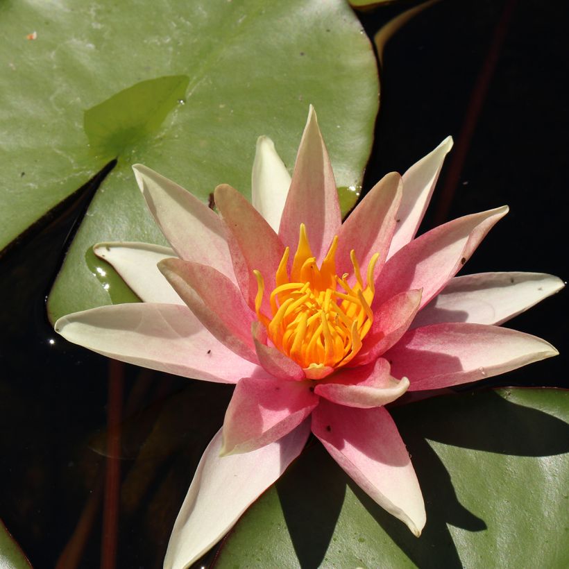 Nymphaea Sioux - Water Lily (Flowering)